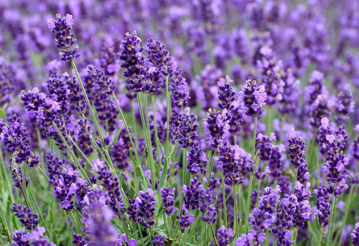 Lavender 'Munstead'