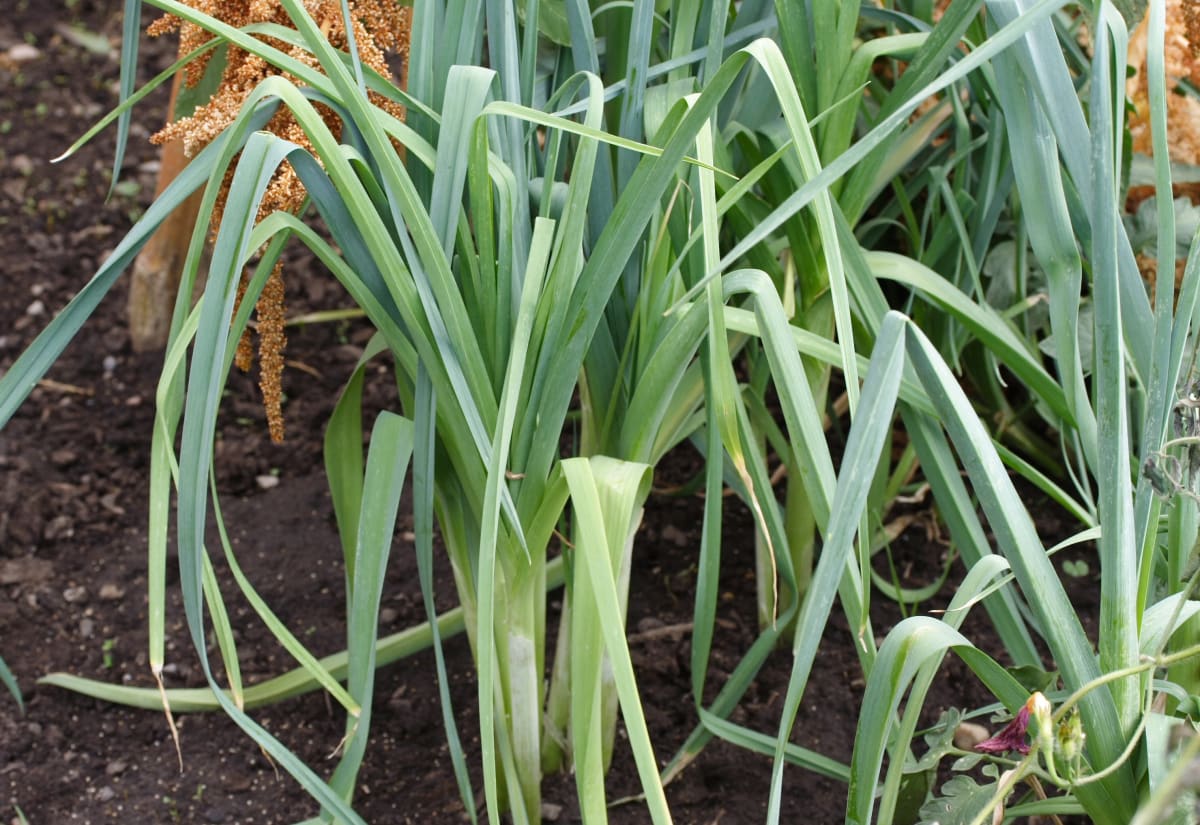 Leek 'American Flag'