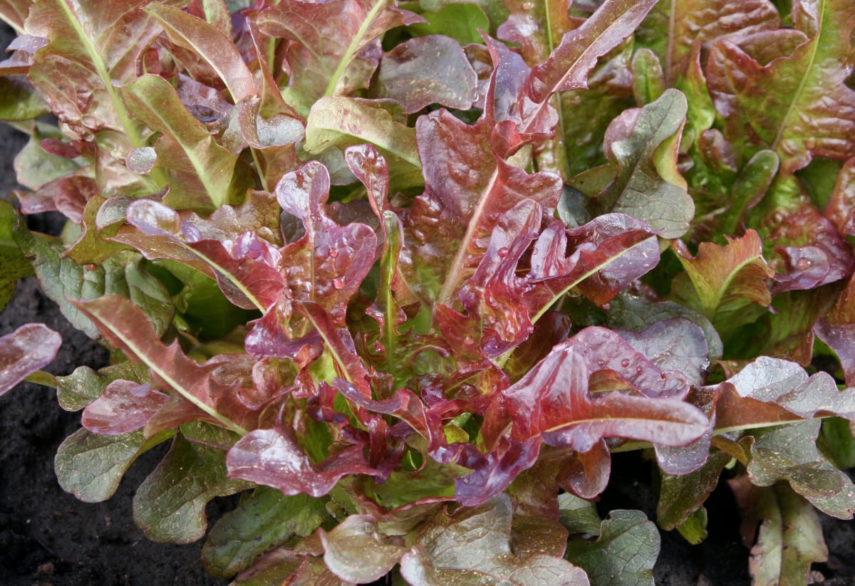 Lettuce 'Bronze Arrow'