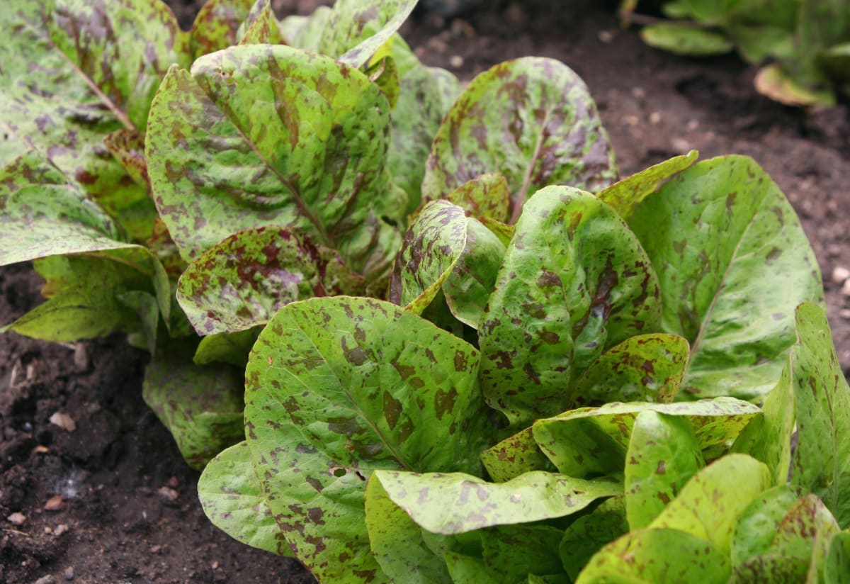 Lettuce 'Forellenschluss'