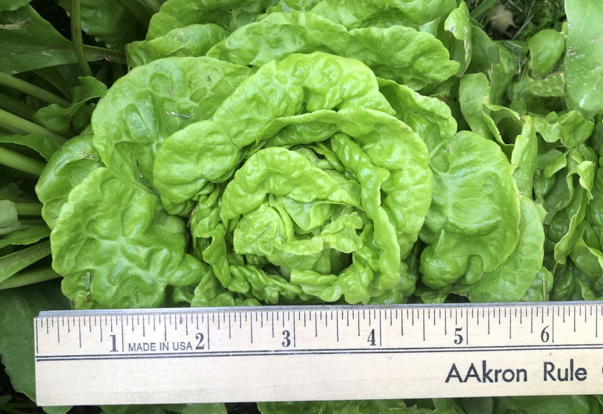 Lettuce 'Tom Thumb'