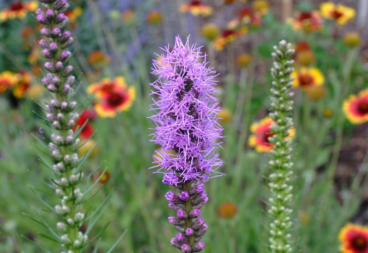 Liatris spicata