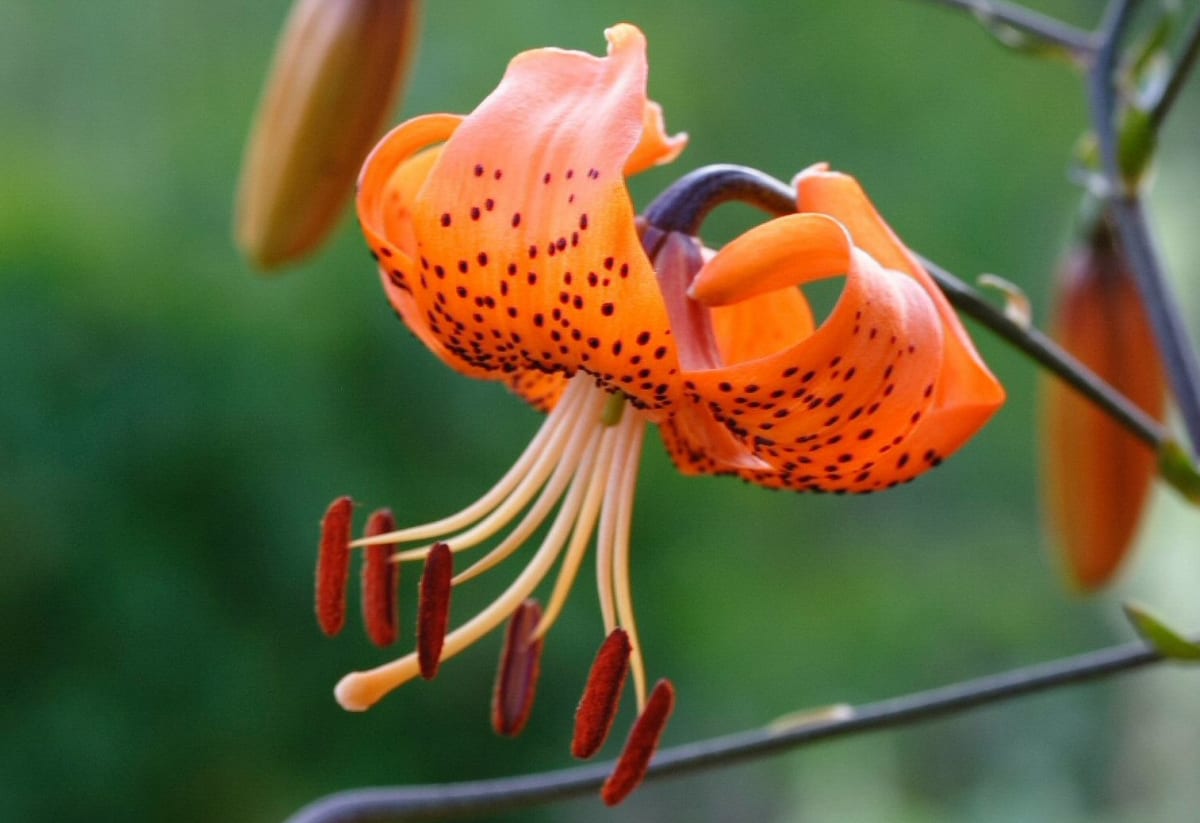 Lilium davidii
