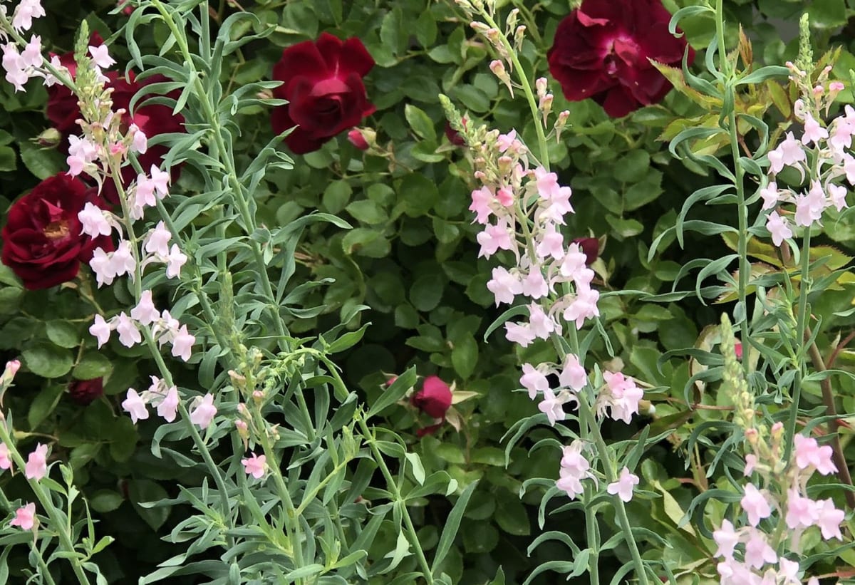 Linaria 'Canon Went'