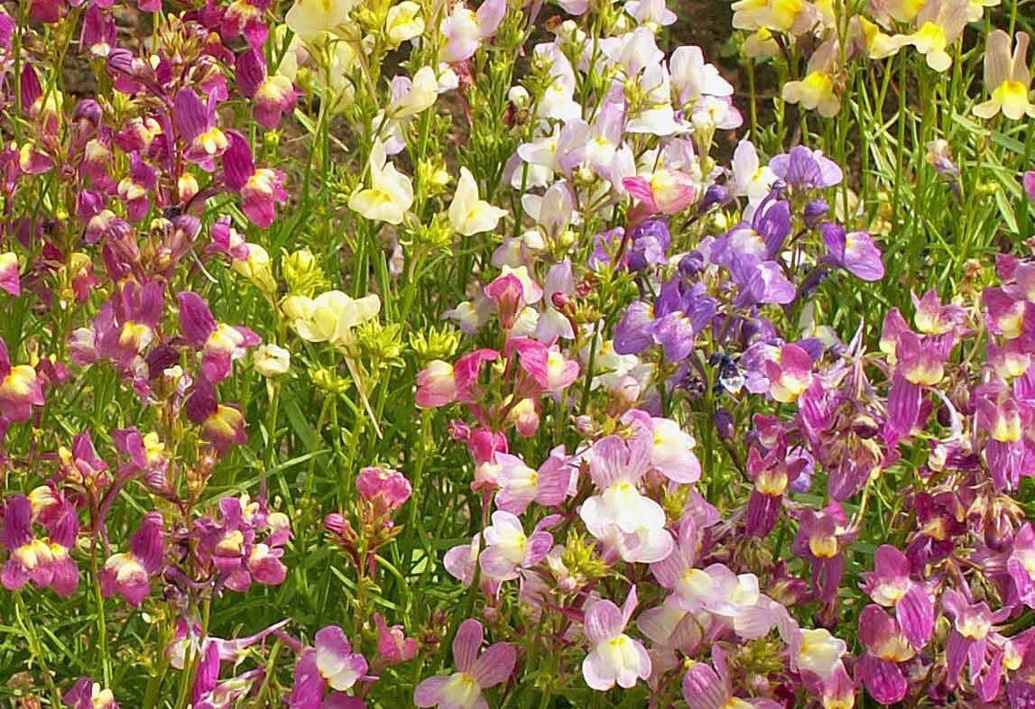 Linaria maroccana