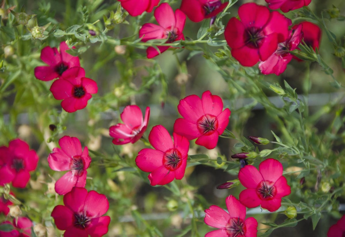 Scarlet Flax