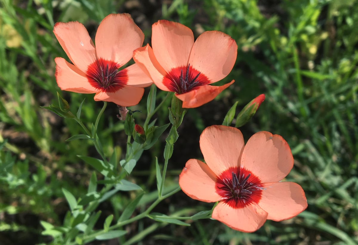 Flax 'Salmon'