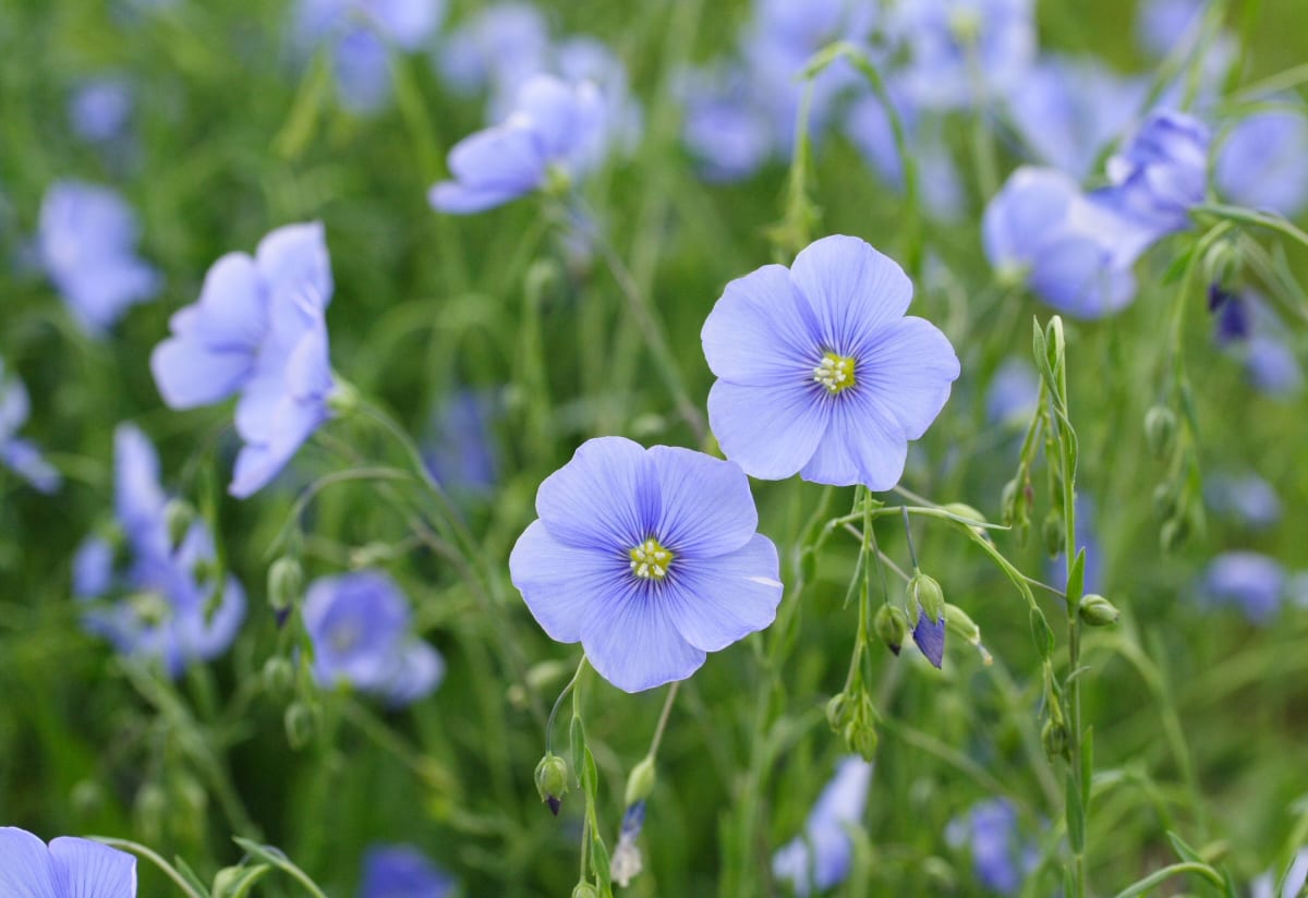 Linum narbonense 'Heavenly Blue'