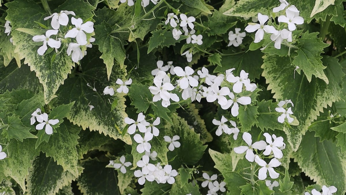 Lunaria annua 'Alba Variegata'