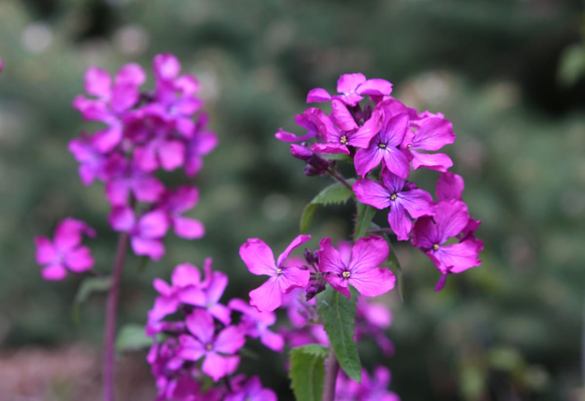 Lunaria annua