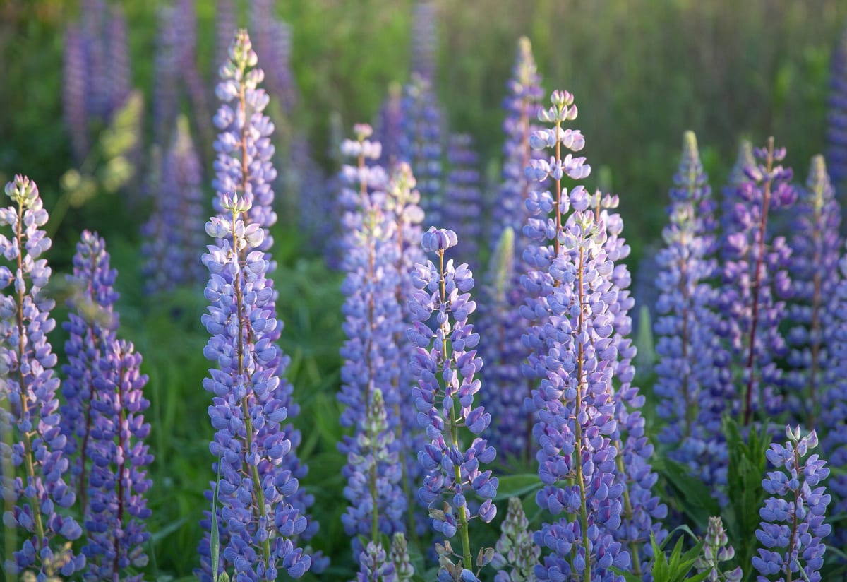 Lupinus perennis