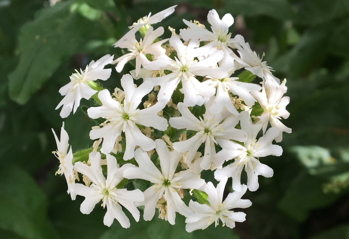 Lychnis chalcedonica 'Alba'