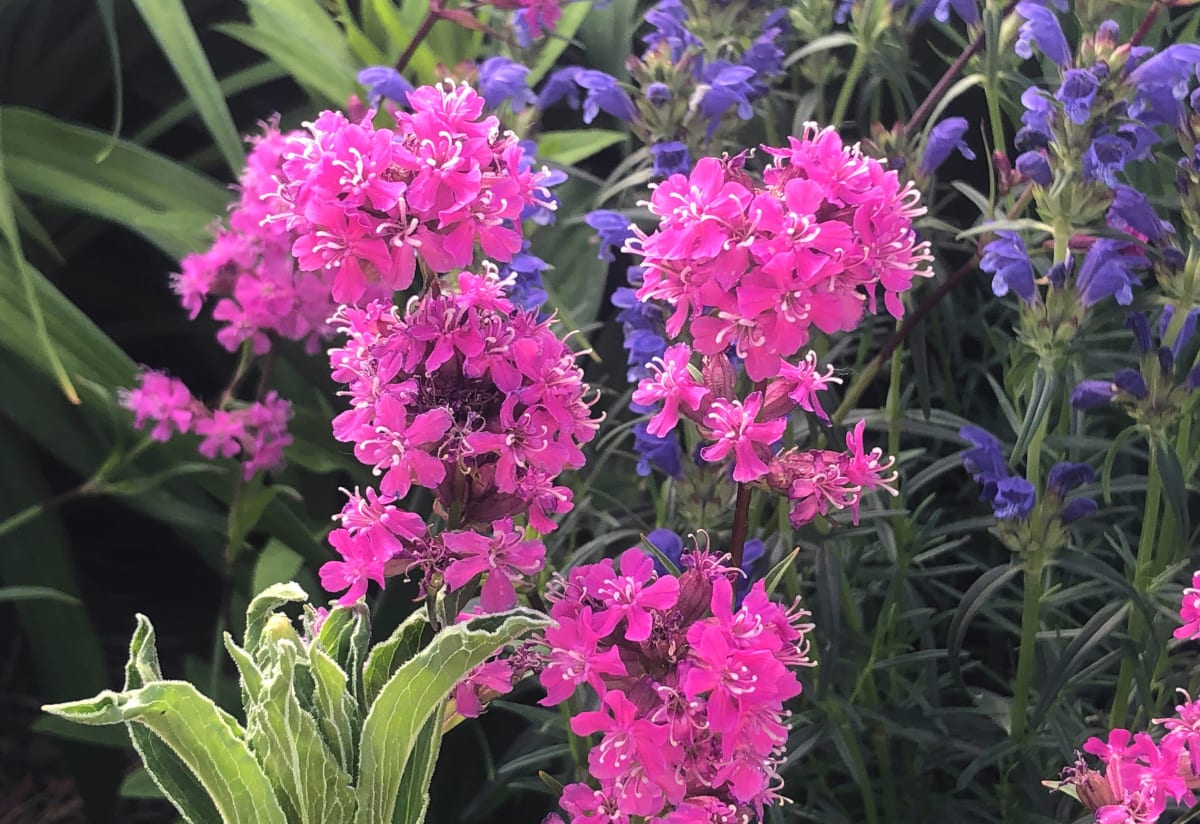 Lychnis viscaria 'Feuer'