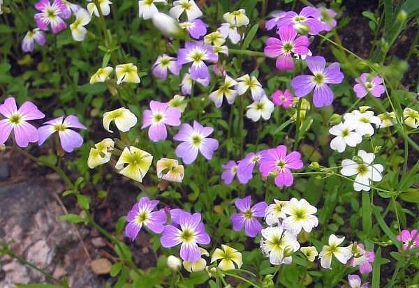 Virginia Stock 'Choice Mix'