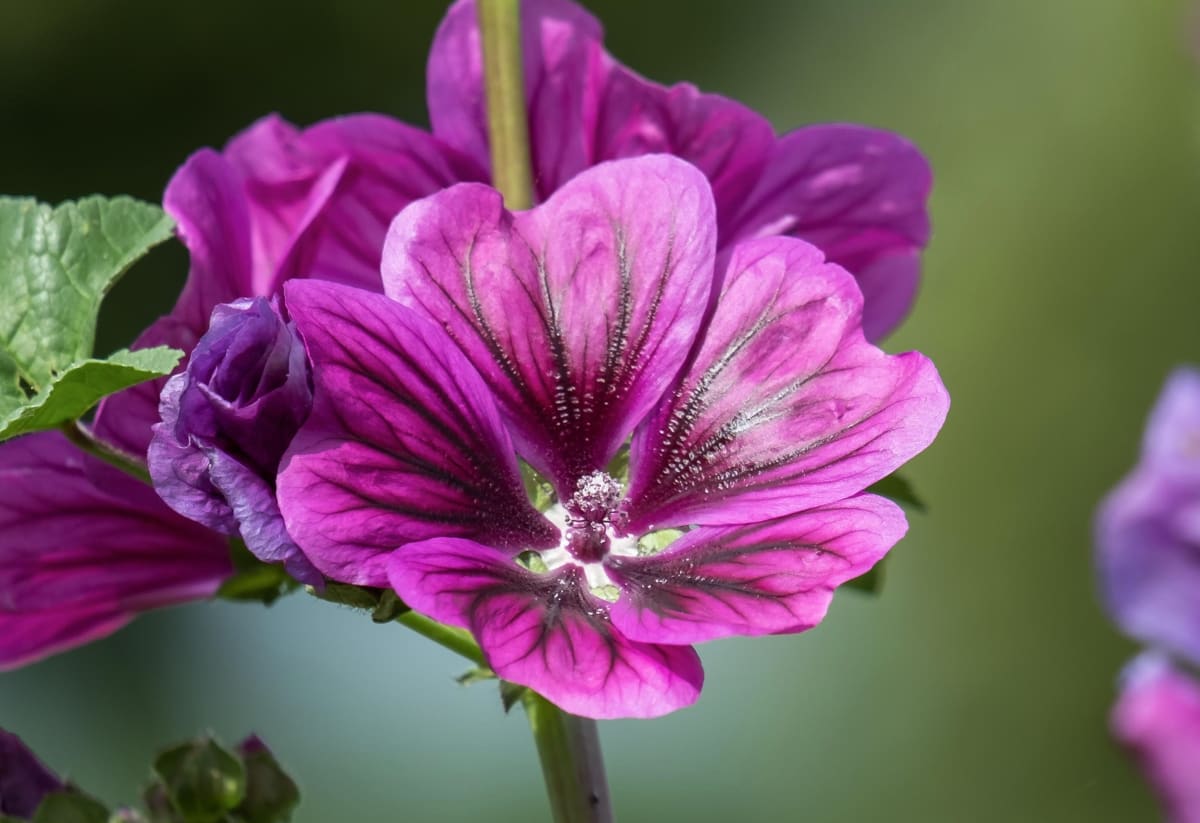 Malva sylvestris ssp. mauritanica