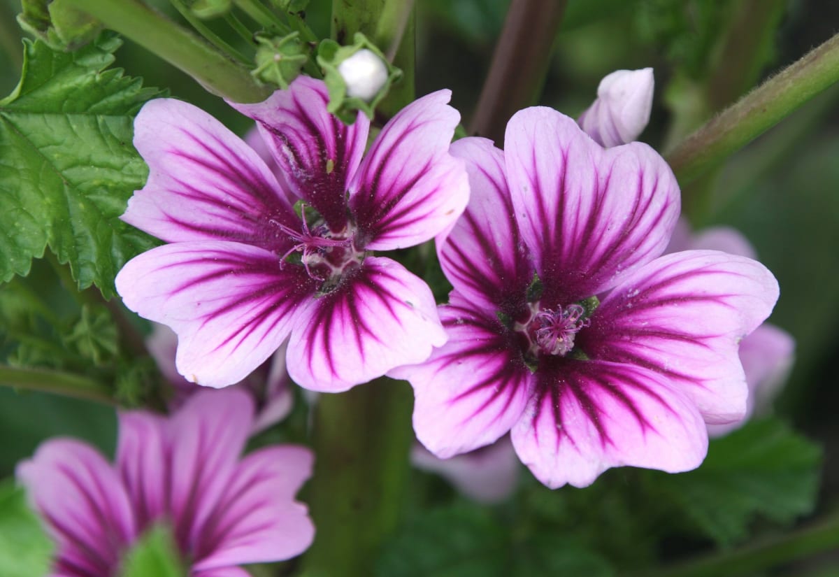 Malva sylvestris 'Zebrina'