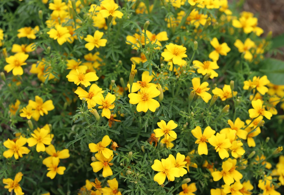 Marigold 'Lemon Gem'