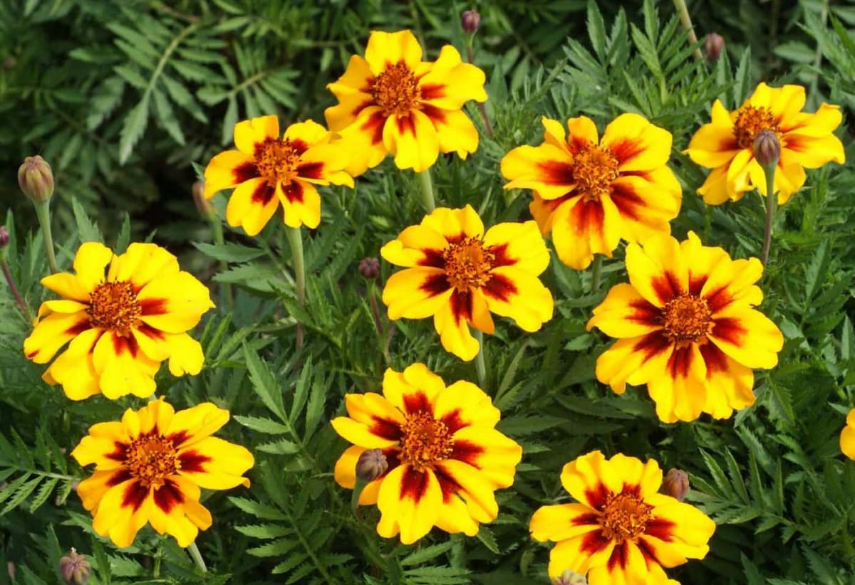 Marigold 'Naughty Marietta'