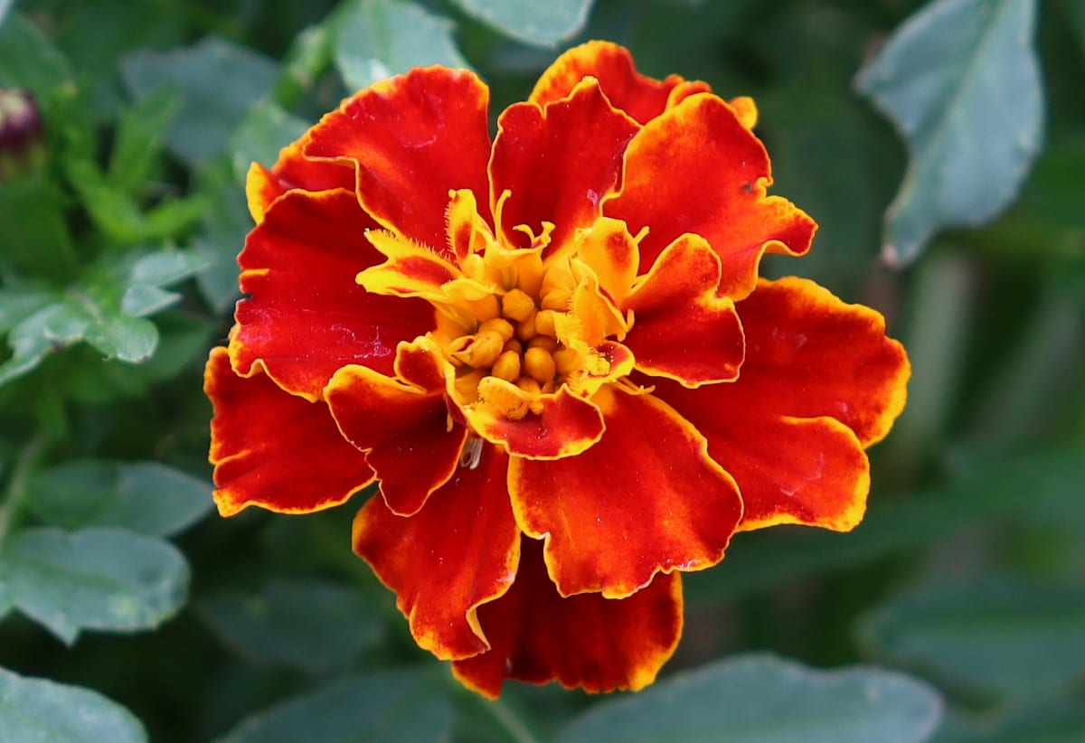 Marigold 'Red Cherry'