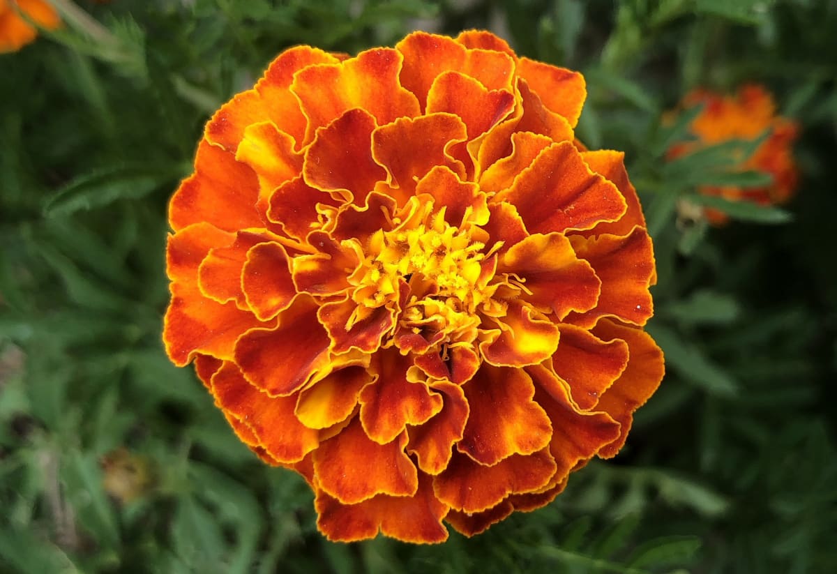 Marigold 'Sparky Mix'