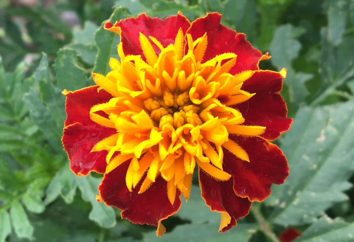 Marigold 'Tiger Eyes'