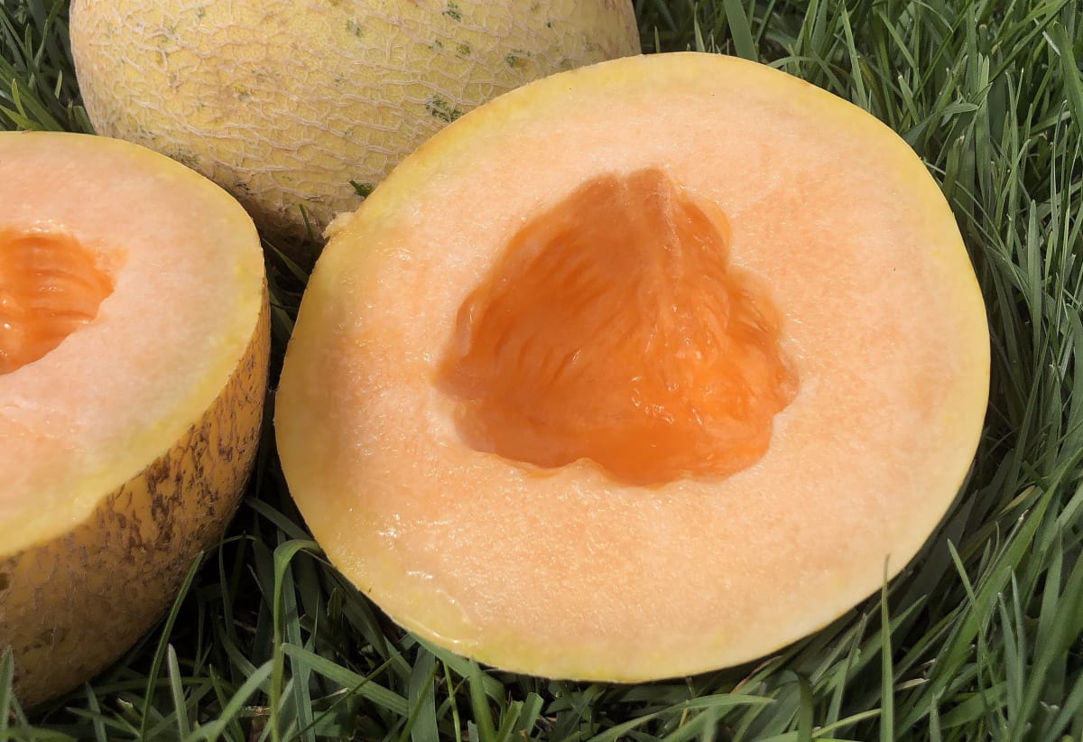 Melon 'Crane'