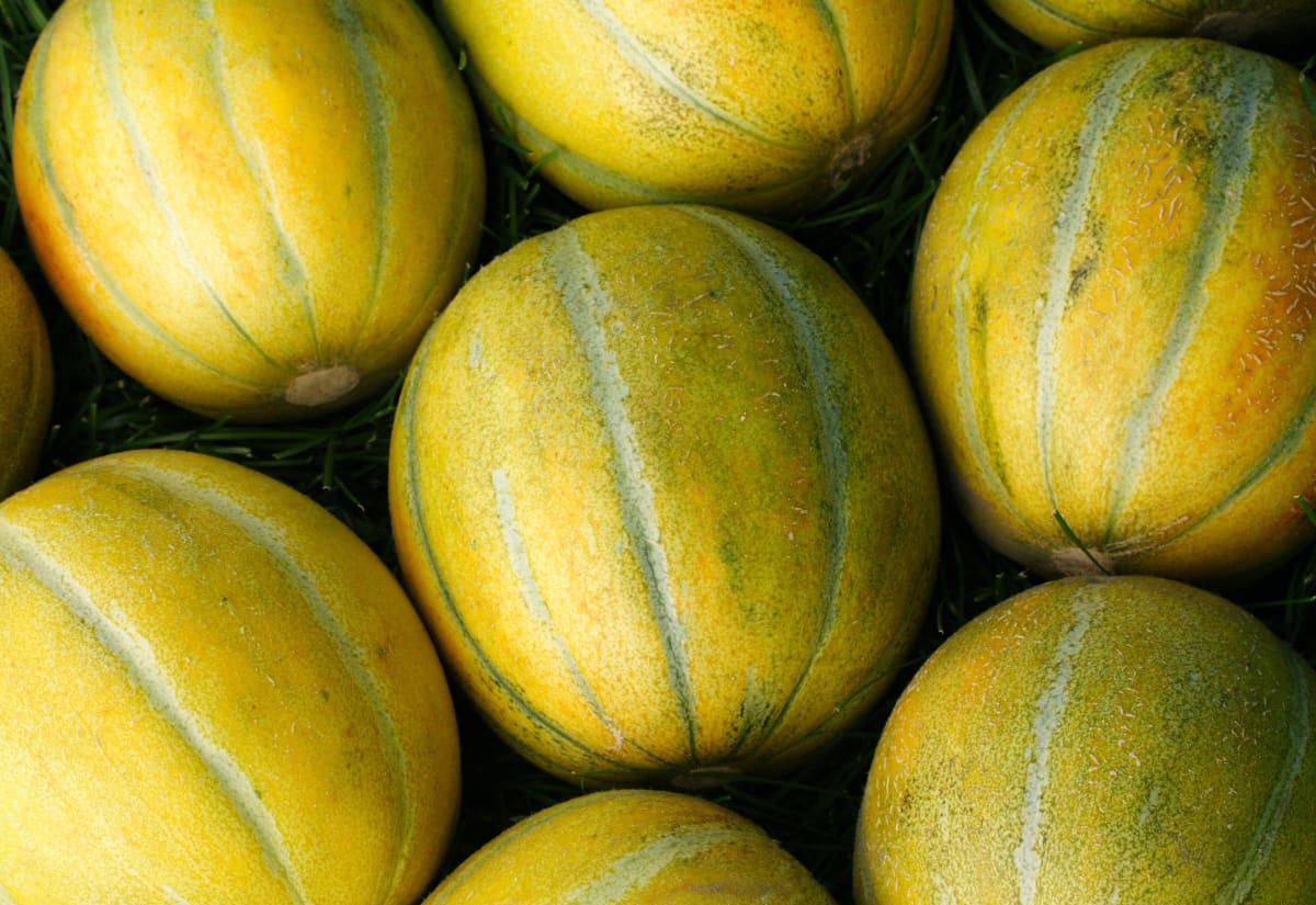 Melon 'Ha'Ogen' (Israel)