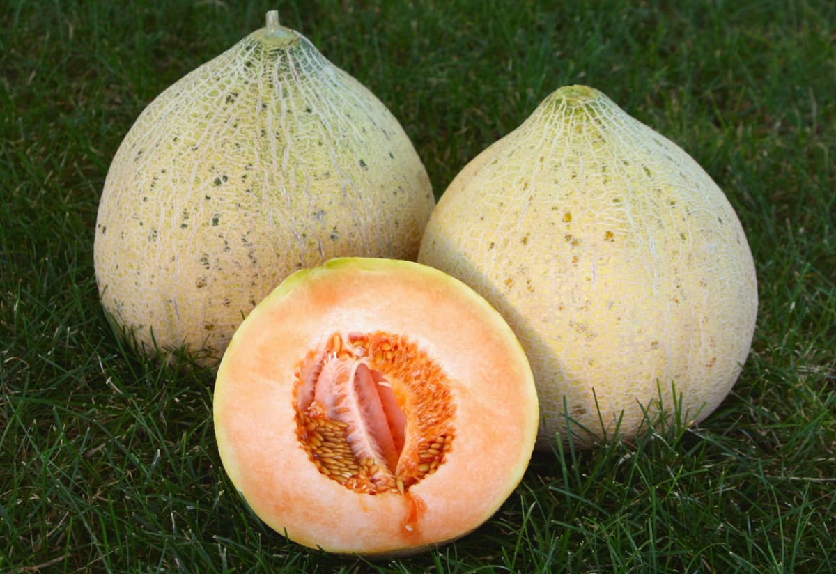 Melon 'Northern Arizona'