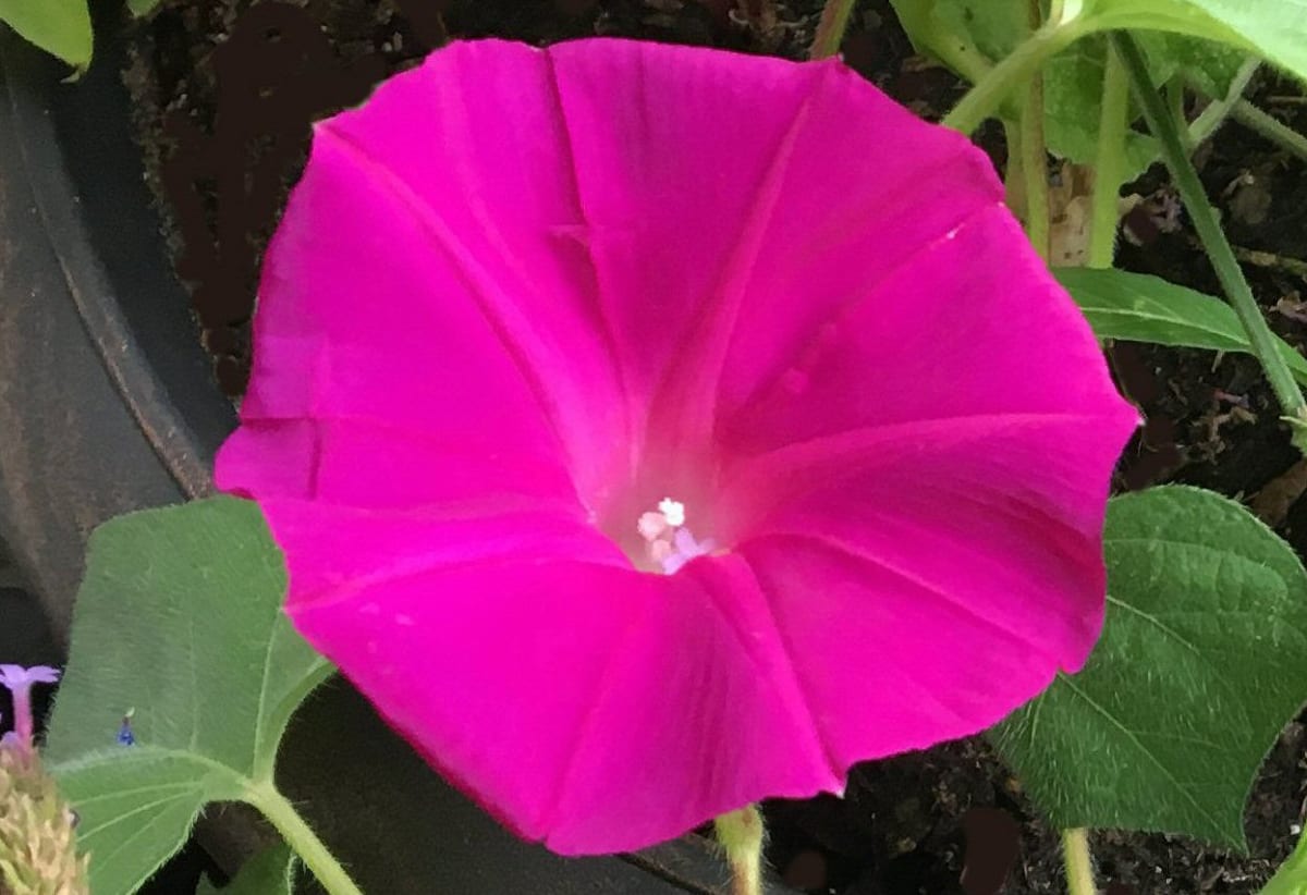 Morning Glory 'Scarlett O'Hara'