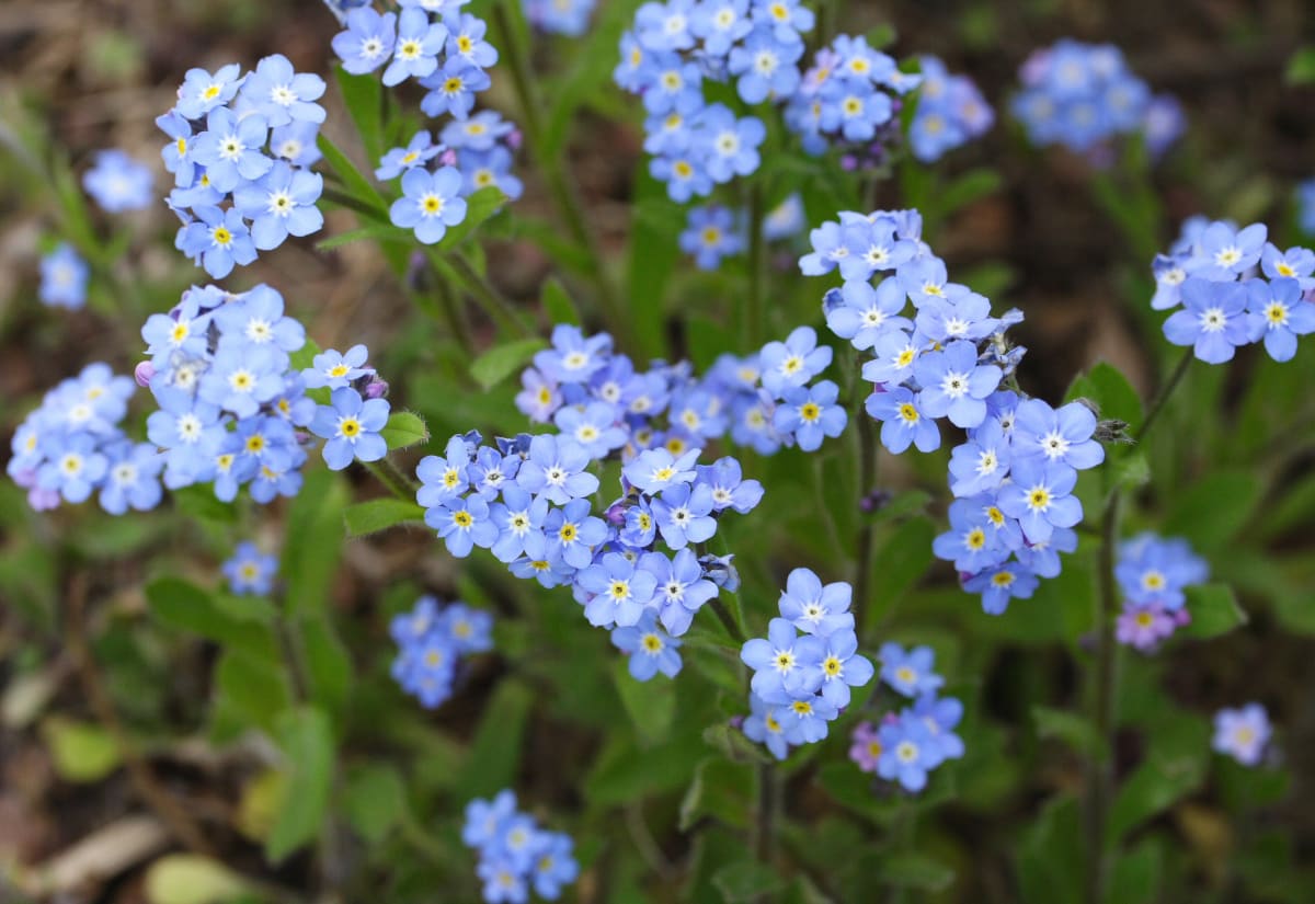 Myosotis sylvatica Blue