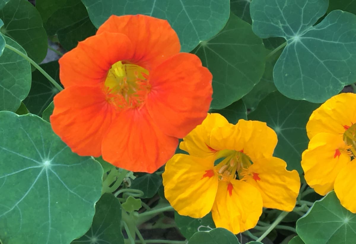 Nasturtium 'Dwarf Jewel Mix'