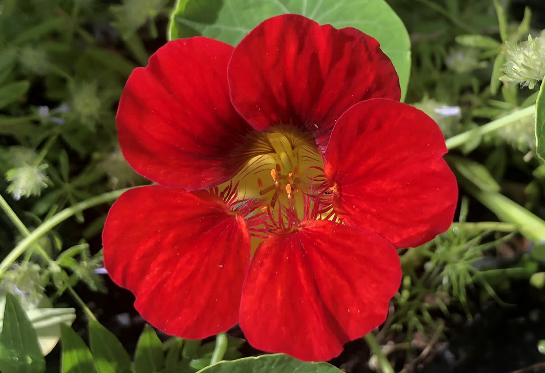 Nasturtium 'Mahogany Gleam'