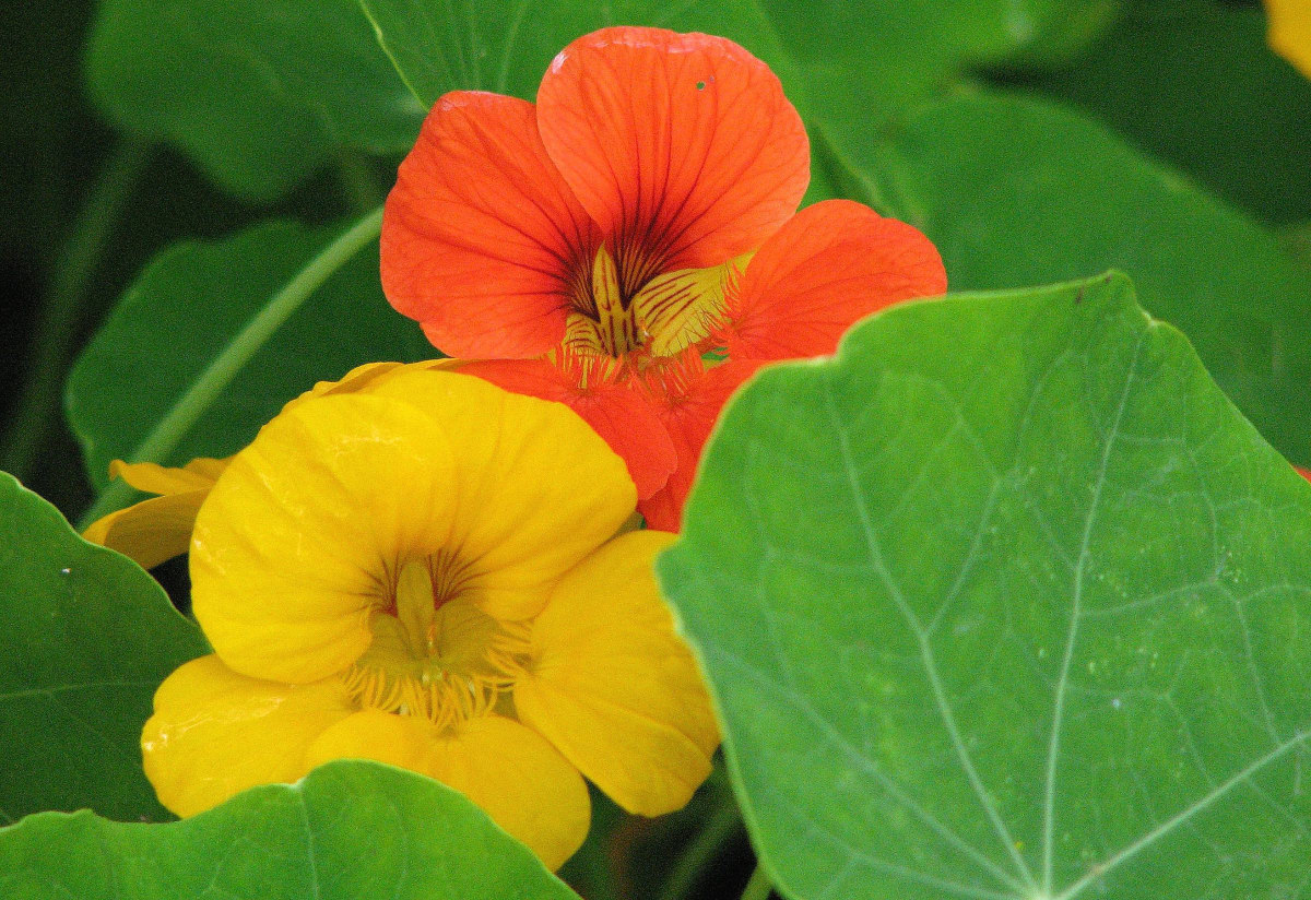 Nasturtium 'Tom Thumb Mix'