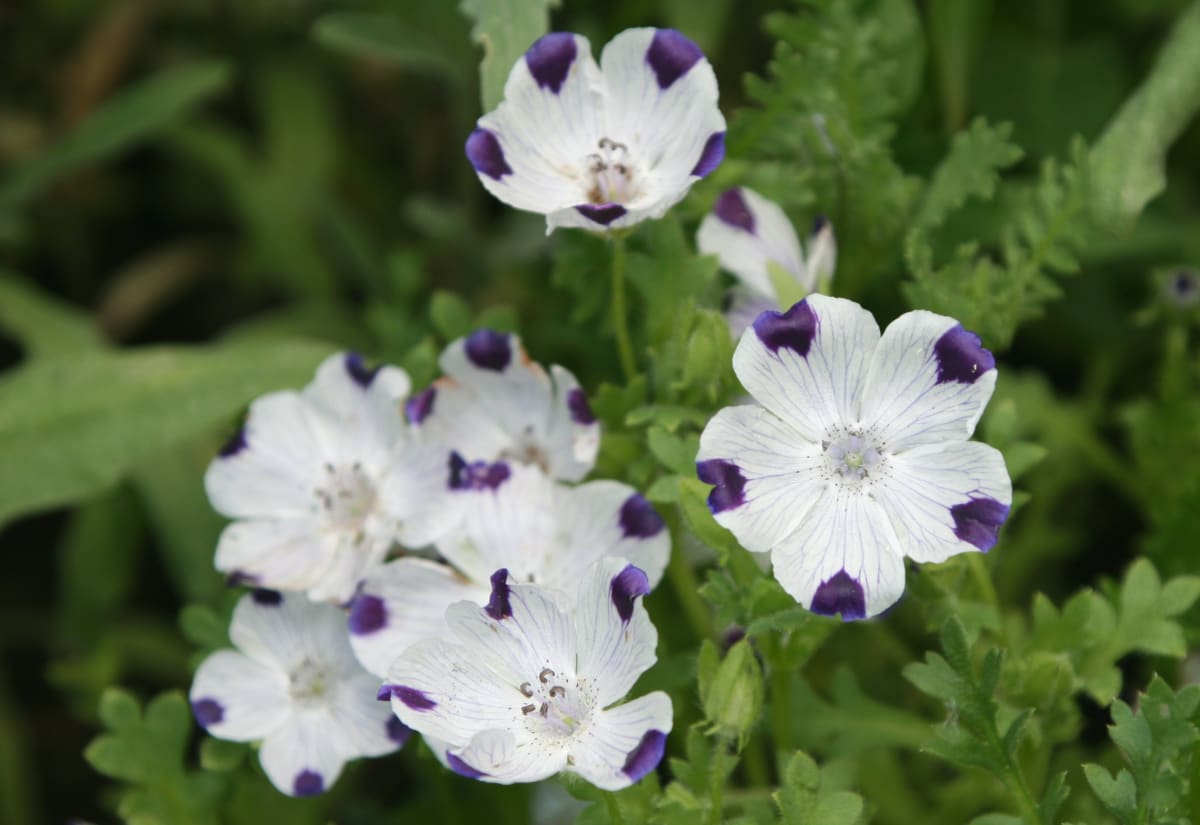Nemophila maculata