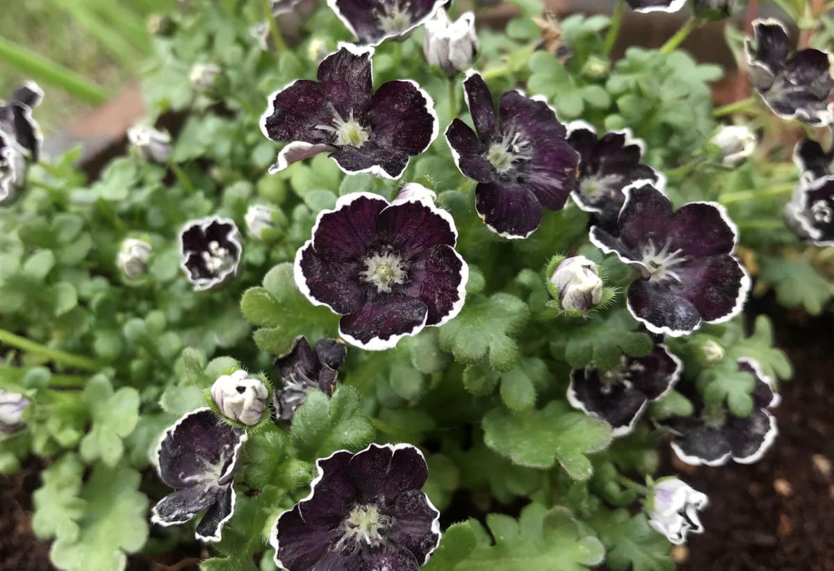 Nemophila 'Penny Black'