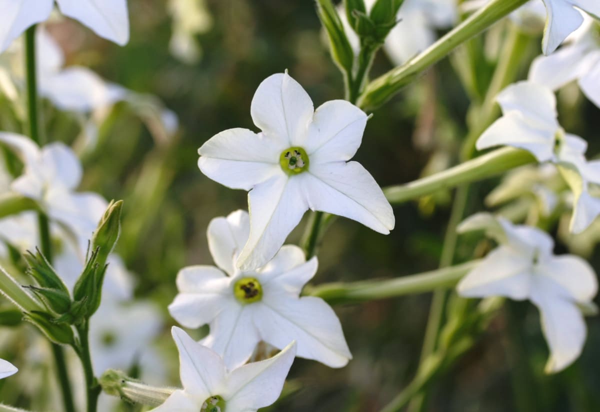 Nicotiana alata