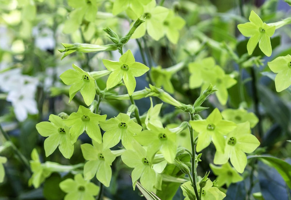 Nicotiana alata 'Lime Green'