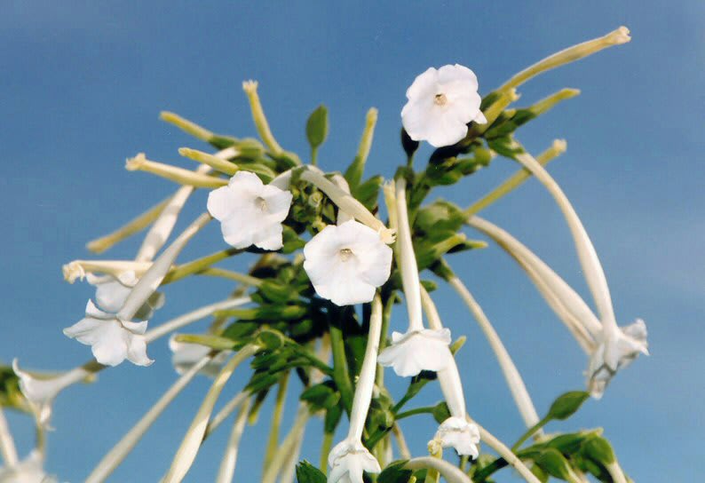 Nicotiana sylvestris