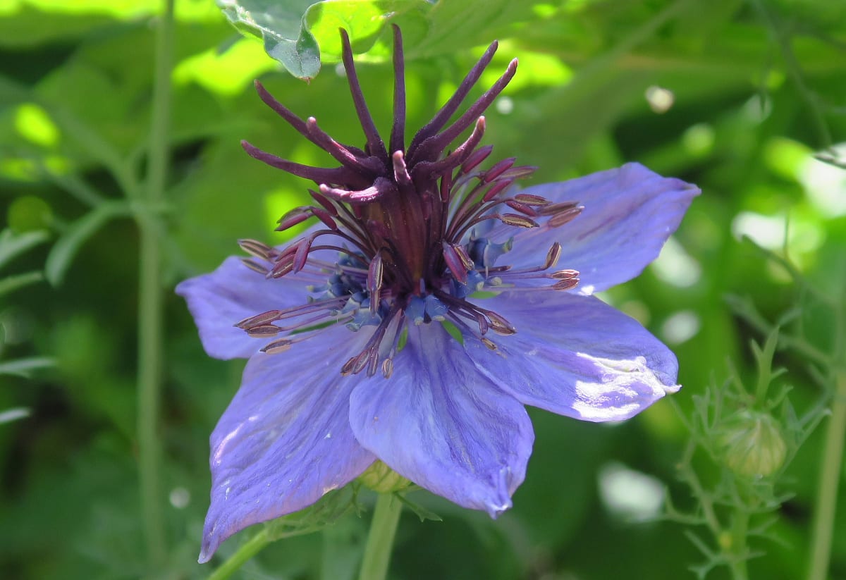 Nigella hispanica 'Curiosity'