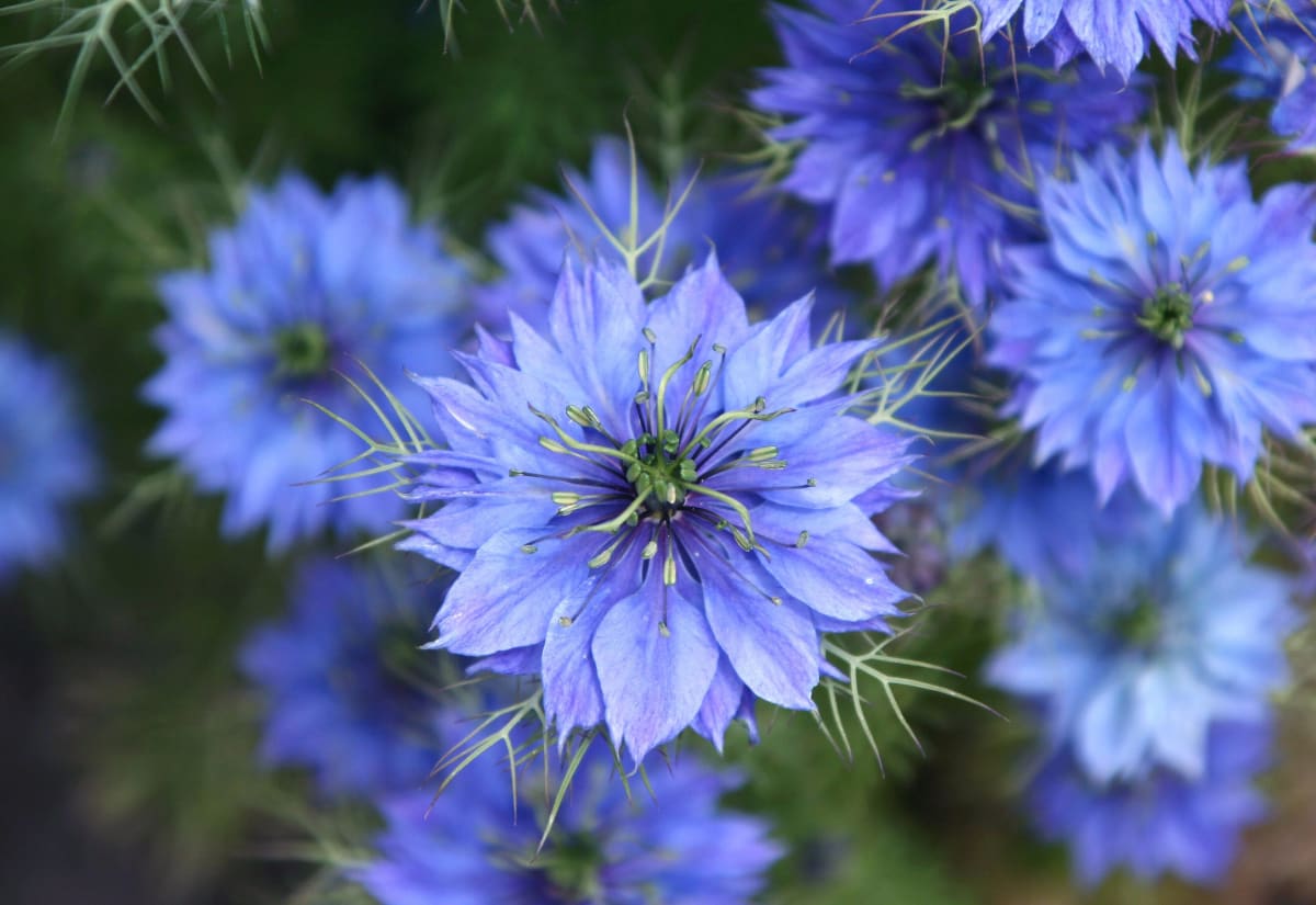Nigella 'Miss Jekyll Blue'