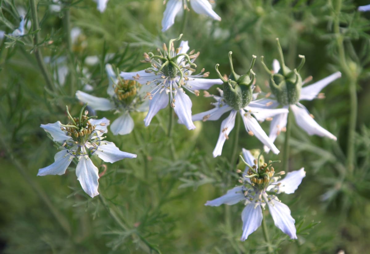 Nigella sativa