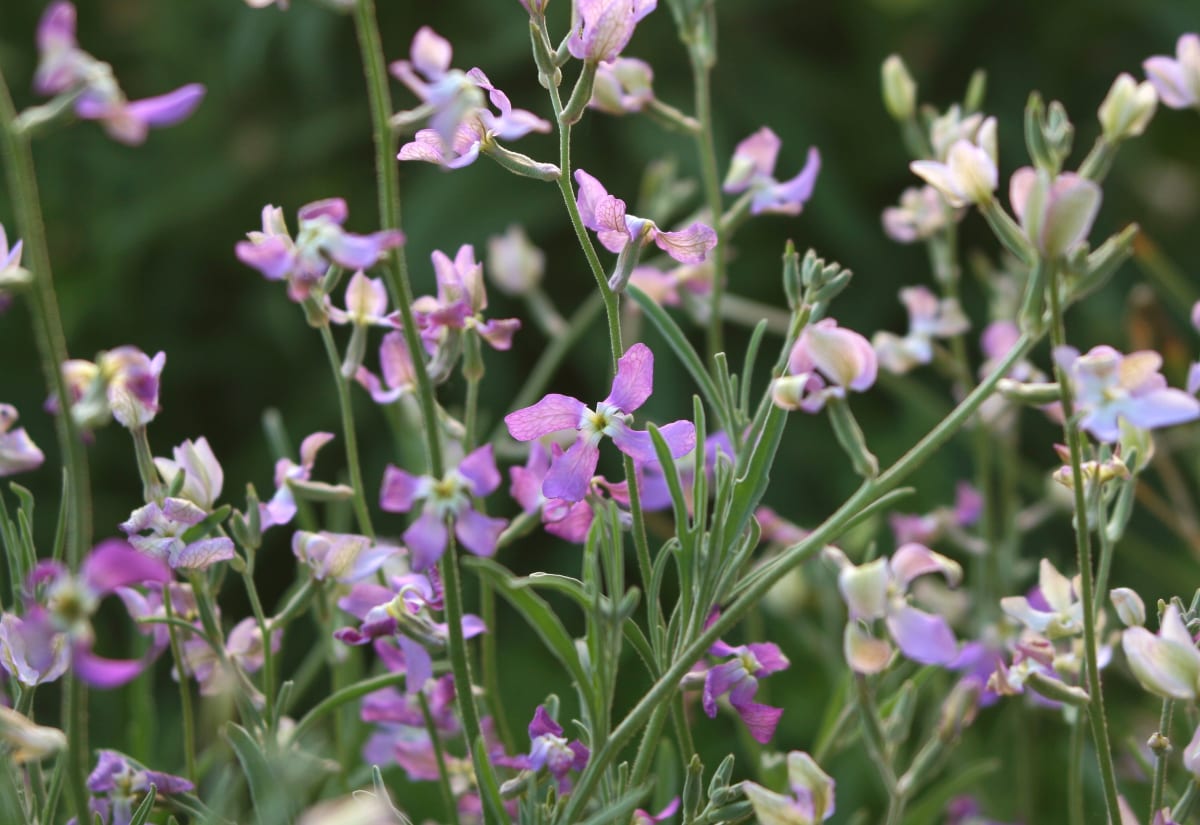 Night Scented Stock