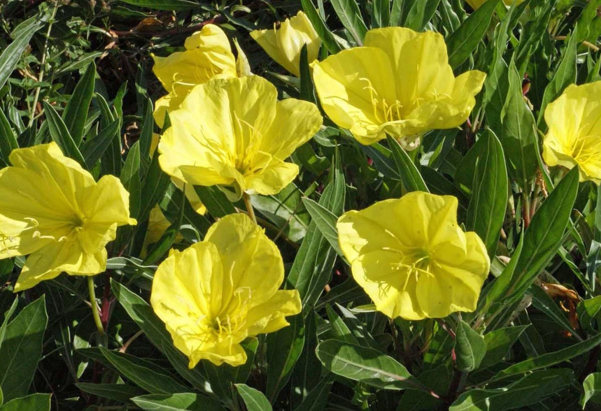 Oenothera missouriensis