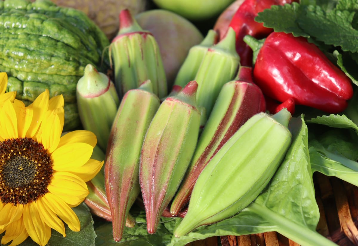 Okra 'Hill Country Red'