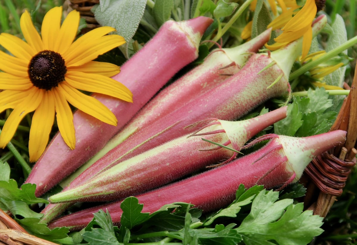 Okra 'Okinawa Pink'