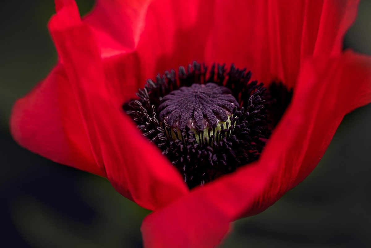 Papaver orientale 'Beauty of Livermere'