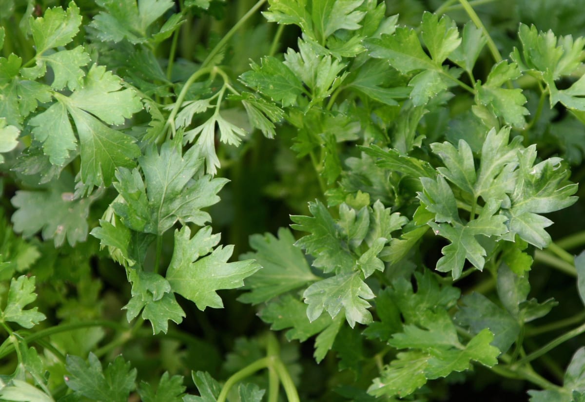 Parsley 'Giant of Italy'