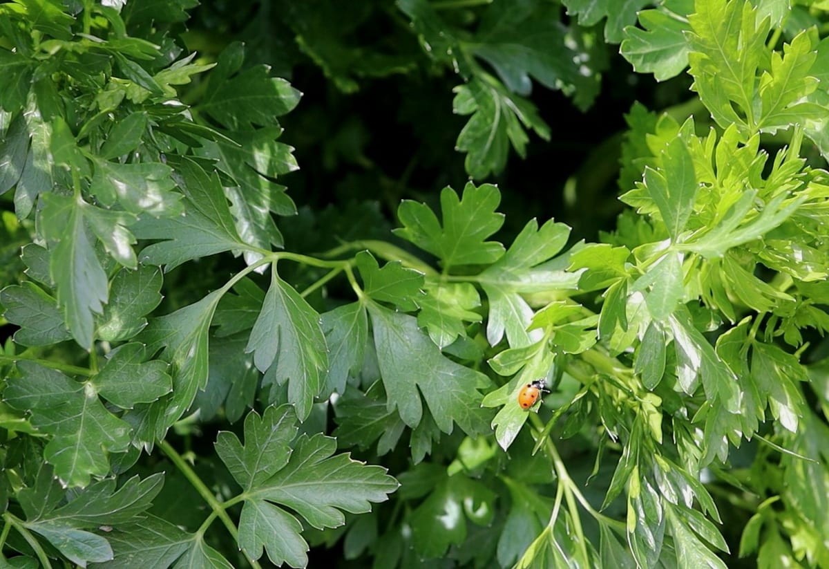 Parsley 'Gigante di Napoli'