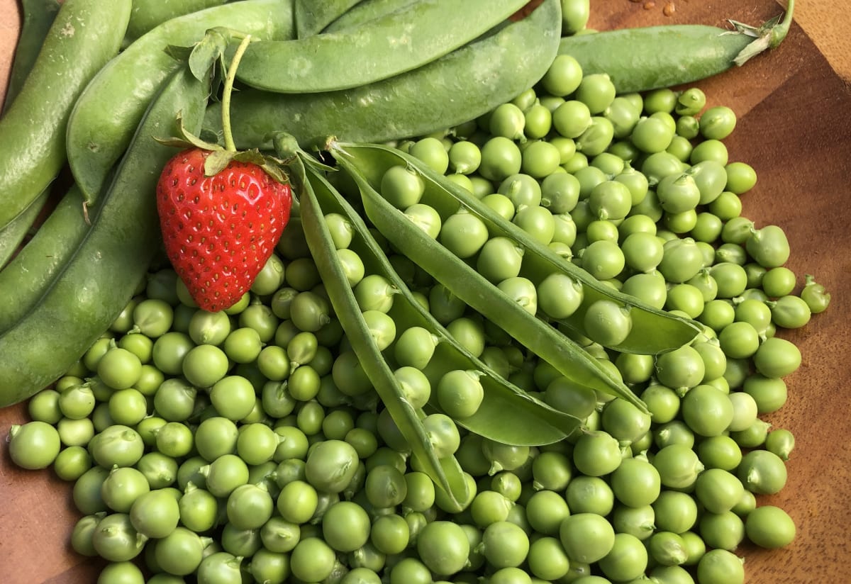 Pea 'Lincoln'