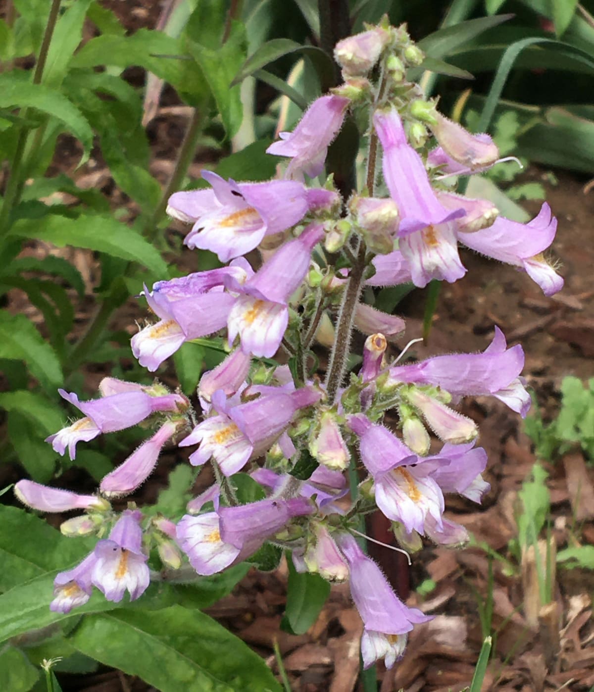 Penstemon canescens